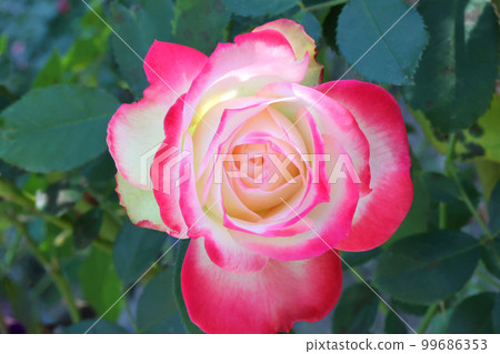 Roses of Kanayama general park Roses of Kanayama general park 99686353