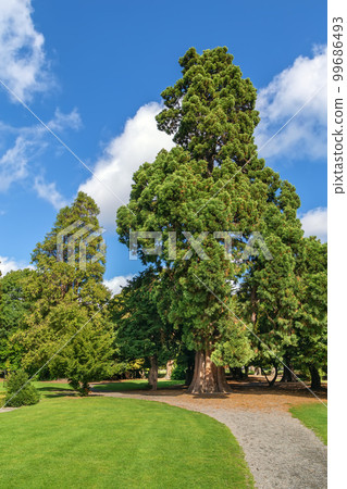 Phoenix Park, Dublin, Ireland Phoenix Park, Dublin, Ireland 99686493