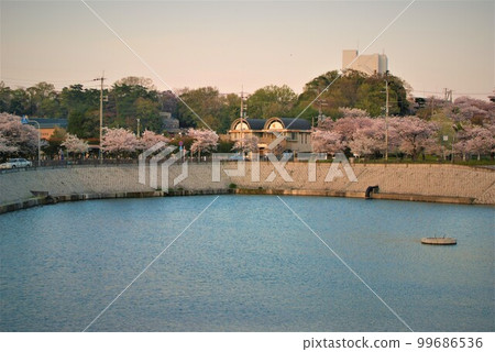Cherry blossom viewing area around Niteko Pond Cherry blossom viewing area around Niteko Pond 99686536