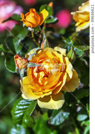 Fragrant rose in garden Fragrant rose in garden 99686621