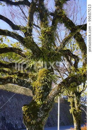 Lepisorus thunbergii on the bark of camphor tree: cluster 99687013