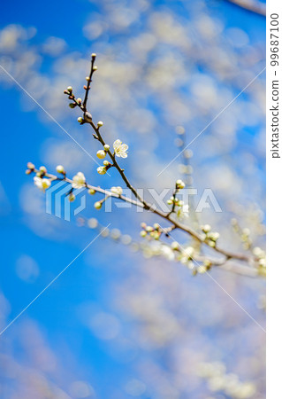 Plum blossom  99687100