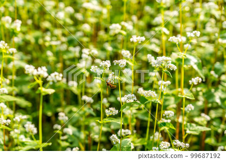 White buckwheat flower and sparrow bee White buckwheat flower and sparrow bee 99687192