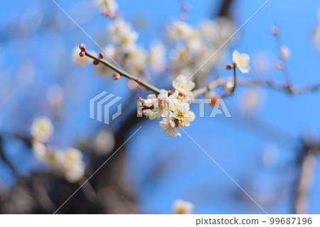 White plum blossoms blooming against the backdrop of fine weather White plum blossoms blooming against the backdrop of fine weather 99687196