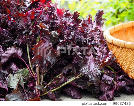 Red perilla 99687426