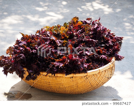 Red perilla 99687427