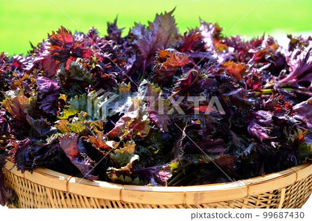 紅紫蘇 紅紫蘇 99687430