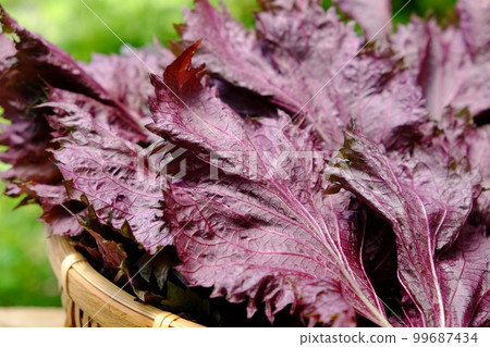 紅紫蘇 99687434