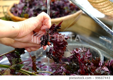 洗紅紫蘇葉 洗紅紫蘇葉 99687443