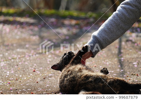 梅花盛開，花瓣散落，土貓銹紋母 99687879