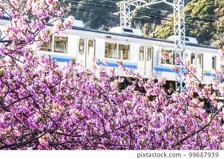 Photo: The Izukyu train running through the Kawazu cherry blossoms in full bloom Photo: The Izukyu train running through the Kawazu cherry blossoms in full bloom 99687939