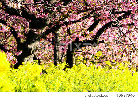Photo: Collaboration between the deep pink of Kawazu cherry blossoms and the yellow of rape blossoms Photo: Collaboration between the deep pink of Kawazu cherry blossoms and the yellow of rape blossoms 99687940