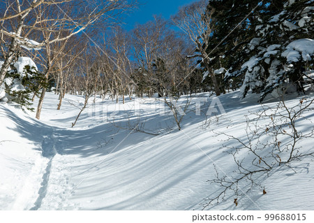 爬上穿過銀色森林的小徑 爬上穿過銀色森林的小徑 99688015