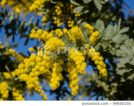 A clear blue sky and a mimosa in full bloom 99688108