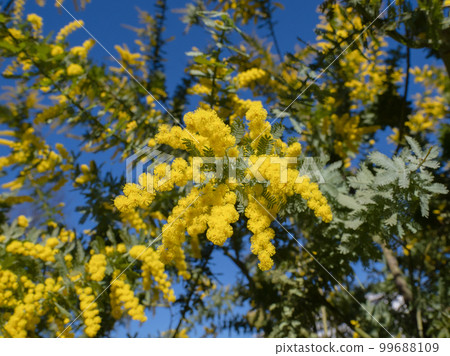 A clear blue sky and a mimosa in full bloom 99688109