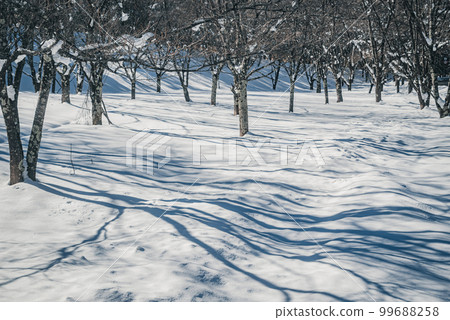 Cherry trees and snow scenery [Nagano Prefecture] 99688258