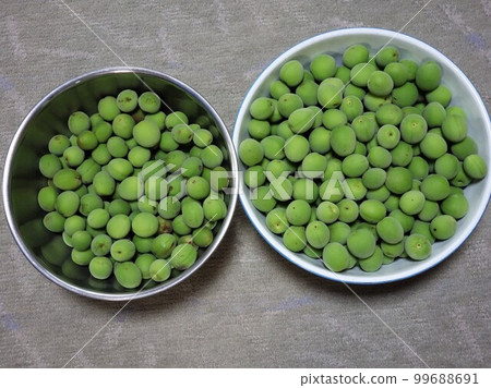 Plum Harvest 99688691