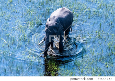 Aerial View of an African Elephant 99688738