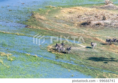 Aerial shot of Zebras grazing in the Okavango Delta 99688741