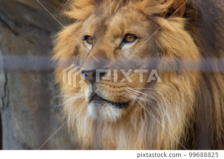 Male lion's face Male lion's face 99688825