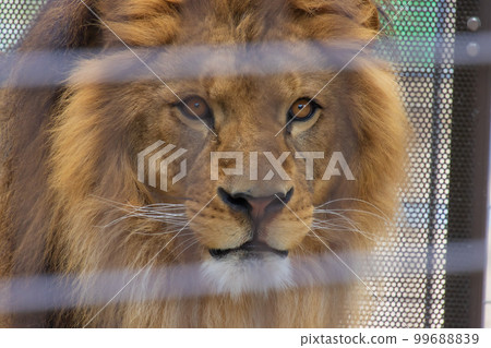 Male lion's face 99688839