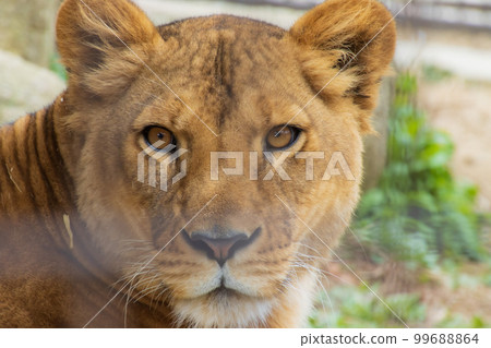 母獅臉 母獅臉 99688864