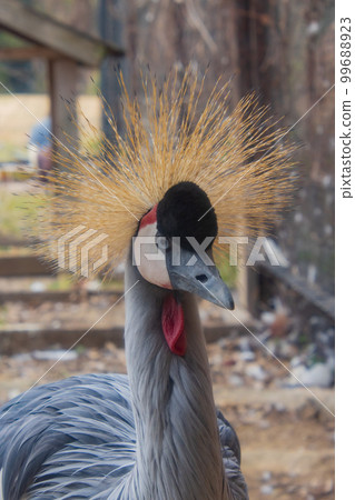 灰色丹頂鶴臉 99688923