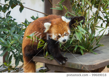 Lesser panda eating bamboo grass 99689018
