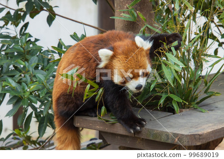 吃竹草的小熊貓 99689019
