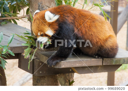 吃竹草的小熊貓 99689020