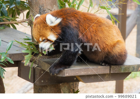 吃竹草的小熊貓 99689021