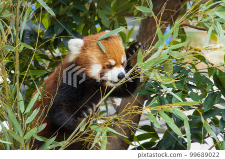 吃竹草的小熊貓 99689022