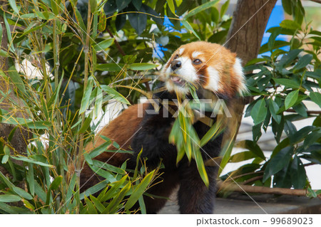 吃竹草的小熊貓 99689023