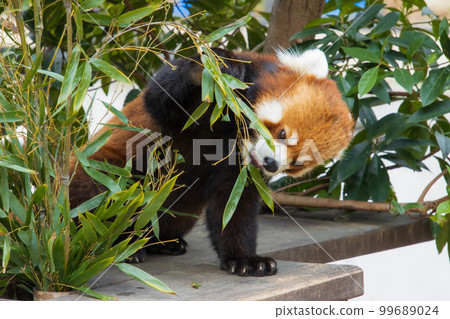 吃竹草的小熊貓 99689024