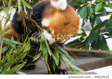 吃竹草的小熊貓 99689026