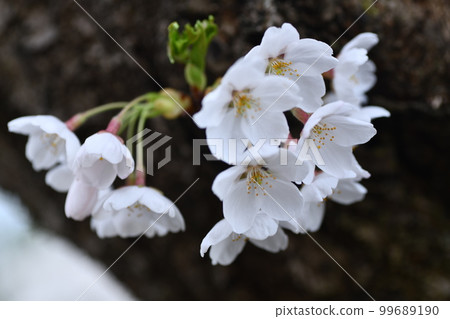 在美麗的白色春日里，櫻花稍微朝下 99689190