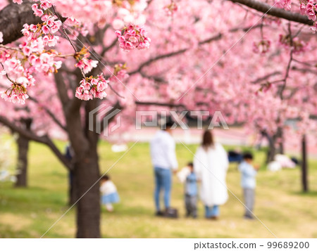Spring park, cherry blossoms in full bloom and families Spring park, cherry blossoms in full bloom and families 99689200