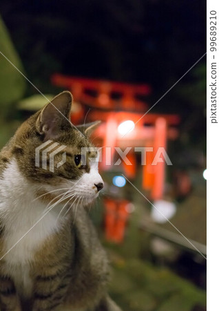 Kyoto A cute stray cat living in Fushimi Inari Taisha Shrine at mysterious night Kyoto A cute stray cat living in Fushimi Inari Taisha Shrine at mysterious night 99689210
