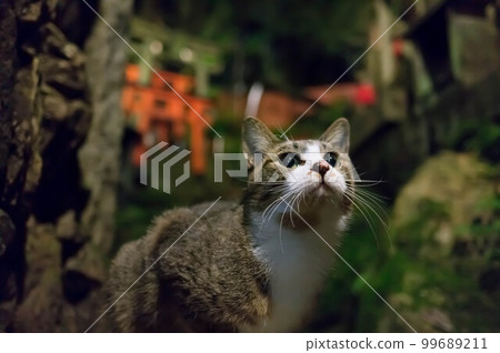 Kyoto A cute stray cat living in Fushimi Inari Taisha Shrine at mysterious night Kyoto A cute stray cat living in Fushimi Inari Taisha Shrine at mysterious night 99689211