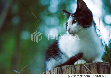 Kitten relaxing in the forest of Fushimi Inari Shrine at dusk in Kyoto 99689212