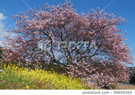 盛開的南方櫻花』 99689269