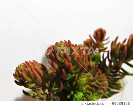 安吉麗娜 99689358