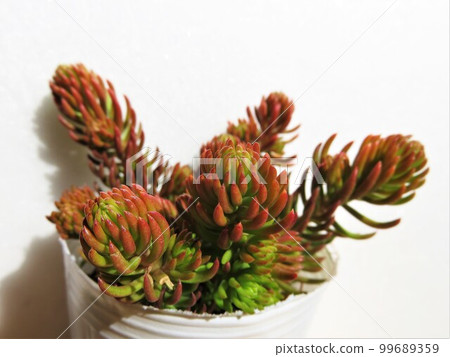 安吉麗娜 99689359