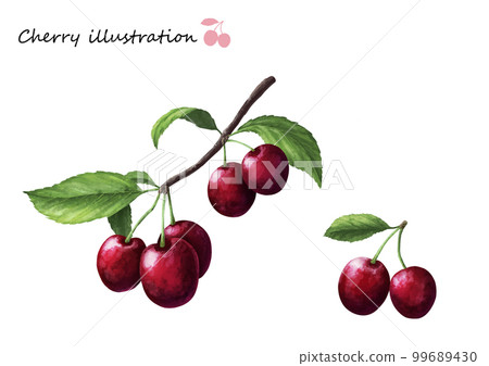 cherry with leaves realistic illustration cherry with leaves realistic illustration 99689430