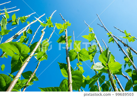 Bean bushes striving up the retaining poles 99689503