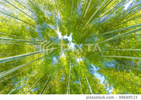 日本橫濱市景竹林染成美麗的綠色 99689515