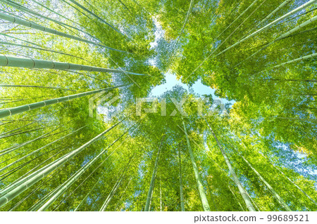 Yokohama cityscape in Japan Bamboo grove dyed in beautiful green Yokohama cityscape in Japan Bamboo grove dyed in beautiful green 99689521