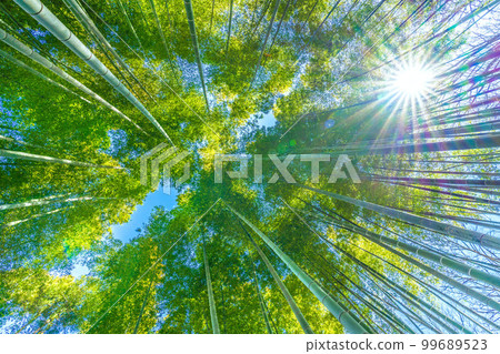 日本橫濱市景竹林染成美麗的綠色 日本橫濱市景竹林染成美麗的綠色 99689523