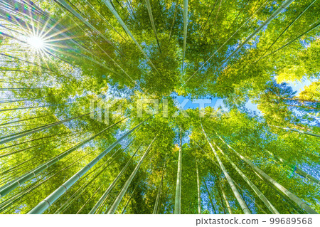 Yokohama cityscape in Japan Bamboo grove dyed in beautiful green Yokohama cityscape in Japan Bamboo grove dyed in beautiful green 99689568