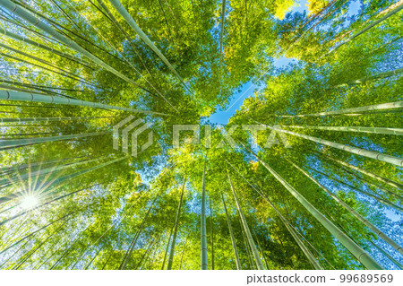 日本橫濱市景竹林染成美麗的綠色 日本橫濱市景竹林染成美麗的綠色 99689569